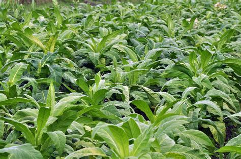 Tobacco farming | Stock image | Colourbox