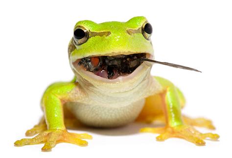 Frog Eating Pictures, Images and Stock Photos - iStock