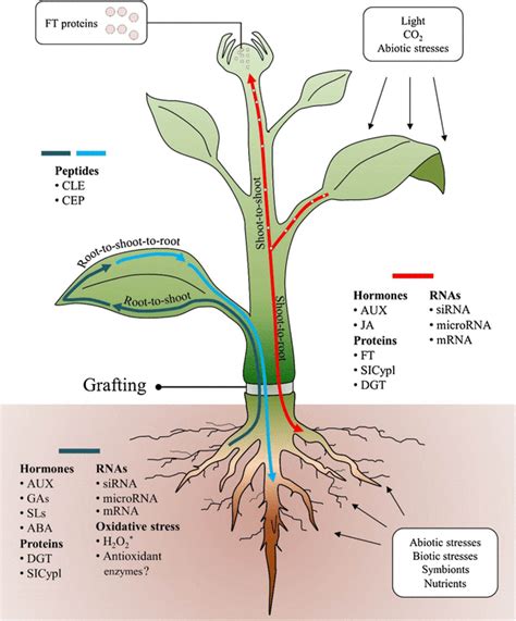 Overview of bidirectional communication between root and shoot. The ...