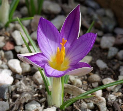 Crocus: Plant Care and Collection of Varieties - Garden.org