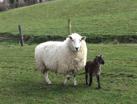 Goat and Sheep Farming: Rare goat-sheep 'geep' born on Irish farm