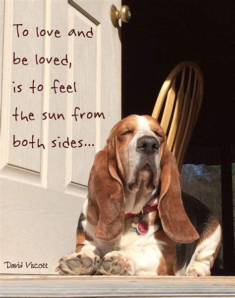 Pin by Just My Favorite Pins!! on Basset hounds | Basset hound funny, Basset hound dog, Basset ...