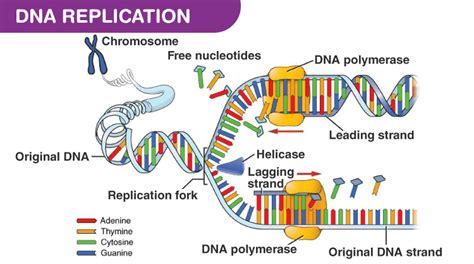 DNA Polymerases: Meaning, Function, Structure, Types & Mechanism of Action