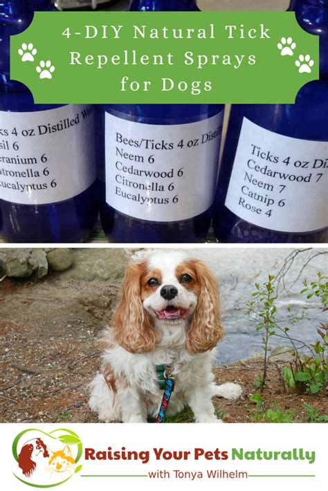 Natural Essential Oil Tick Repellent for Dogs and Humans | 4 DIY Tick Repellent Sprays for Pets ...