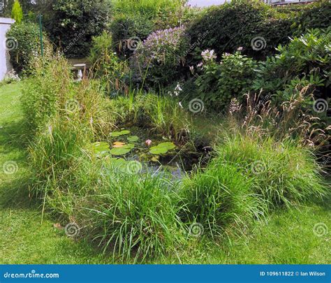 Garden Wildlife Pond stock photo. Image of give, lilly - 109611822