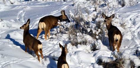 Winter Deer Feedings | Sweeney Feeders