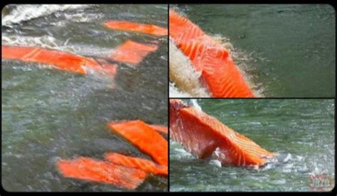 Salmon in the river according to AI - 9GAG