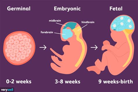 The stages of prenatal development represent a tremendous amount of change from conception to ...