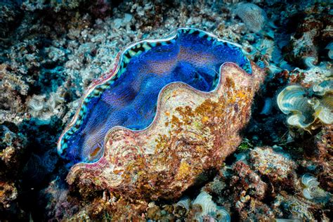 Giant clams look amazing : marinebiology