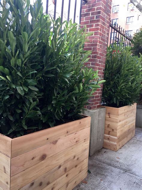 Custom cedar planters with evergreen shrubs for privacy. www.staghornnyc.com #GardenShrubs ...