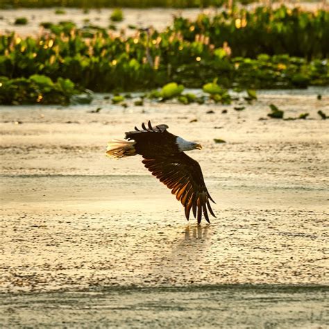 Eagle Flying Low above Water · Free Stock Photo