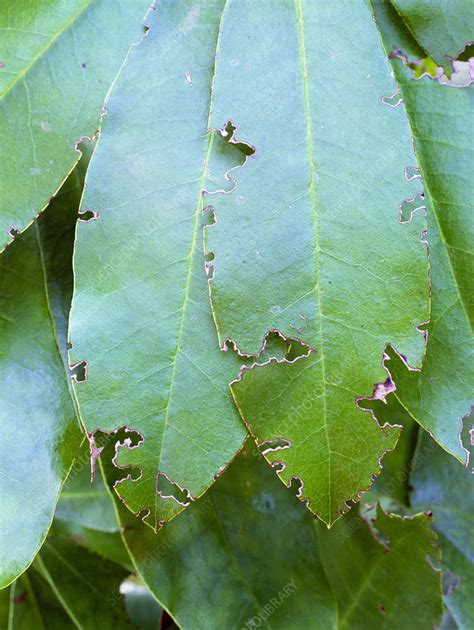 Vine weevil damage to leaves - Stock Image - B265/0212 - Science Photo Library