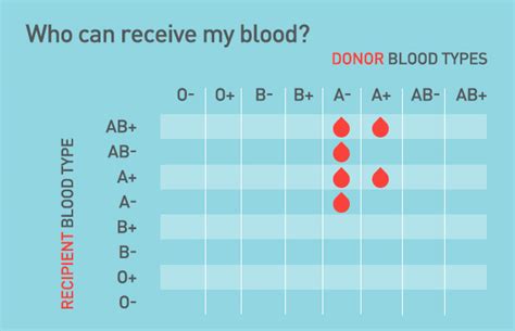 Type B Blood: B+ and B- Blood Types - Bloodworks Northwest