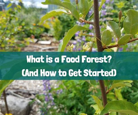 What is a Food Forest? (And How to Get Started) - Growing with Nature