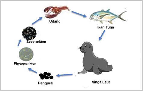 Contoh Rantai Makanan di Laut: Pengertian dan Komponennya