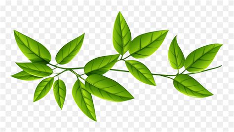 Green Leaves Png - PNG Leaf – Stunning free transparent png clipart images free download