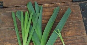 Mudflower: Comparing Perennial Leeks with Regular Leeks