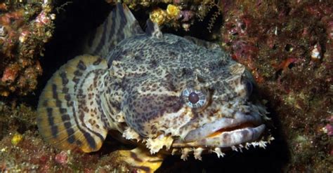 Toadfish - A-Z Animals