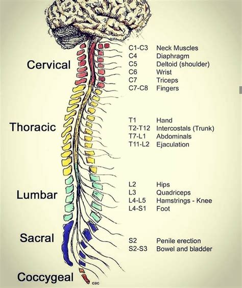 Pin by Djondjon on Anatomy and Physiology | Medical anatomy, Medical ...