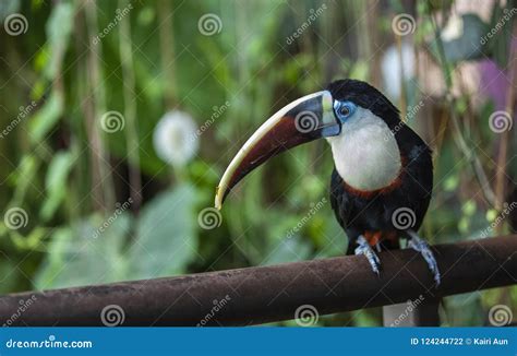 Curious Toucan Bird at a Zoo Stock Photo - Image of tropical, amazon: 124244722