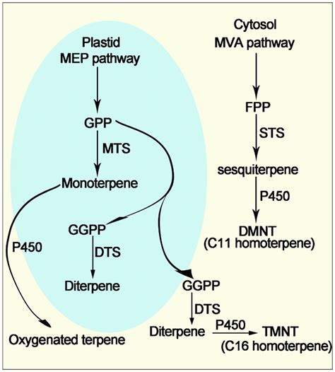 The pathway of terpene synthase gene responsible for the formation of ...