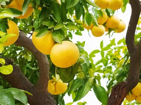 Growing A Grapefruit Tree: How To Care For Grapefruit Trees