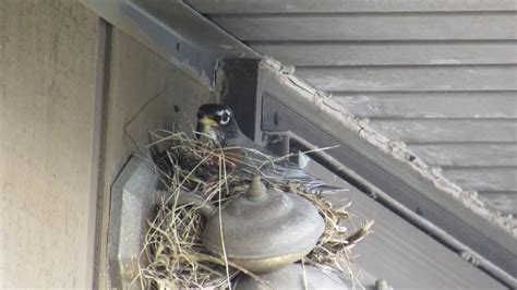 American Robin building a nest (part 2) - YouTube