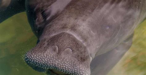 Where Do Manatees Live - Manatee Habitats Around The World