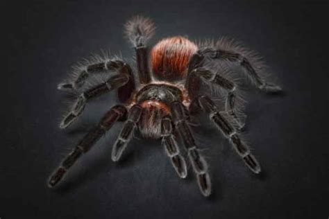 Pinktoe Tarantula (Avicularia avicularia) - Tarantula Friendly