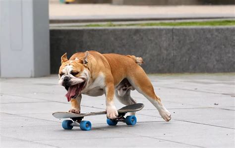 Meet Victor the skateboarding dog causing a stir in East Belfast - Belfast Live