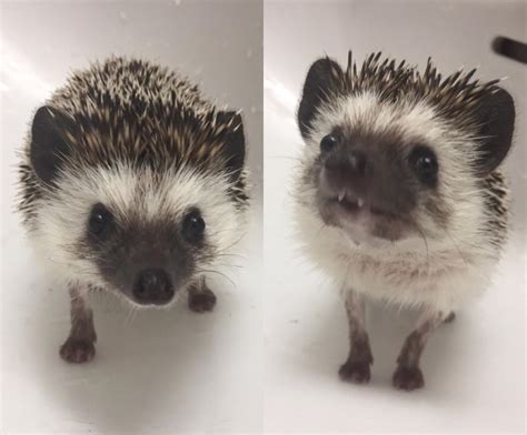 happy hedgehog day from rory and his snaggle teeth : r/Hedgehog