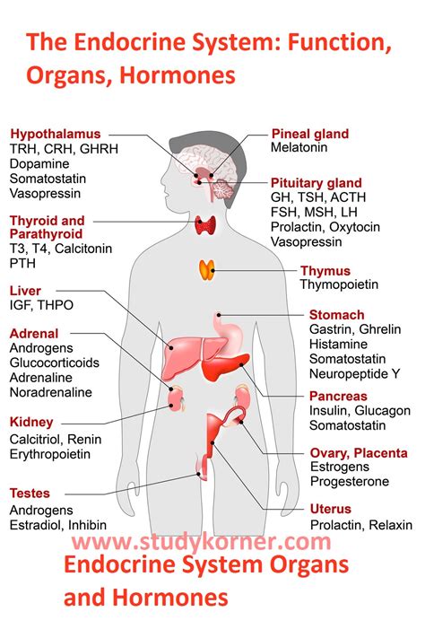 Endocrine System Organs and Hormones - StudyPK