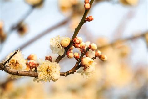 Japanese Plum Blossoms White. Ume Flower Stock Image - Image of natural, bright: 90550693