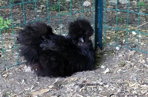 Silkie chickens, why you should raise this adorable breed! - Murano Chicken Farm