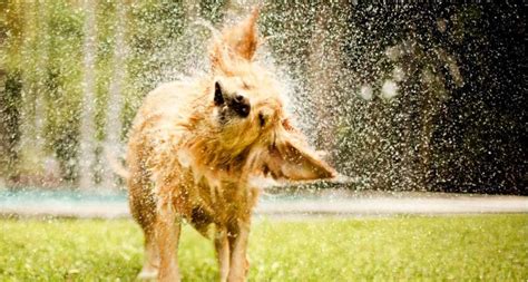 Wet Dog Smell: What Causes It and How To Fix It | BeChewy