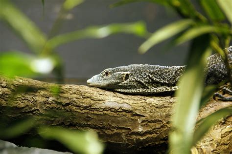 Tree Lizard 2 Free Photo Download | FreeImages