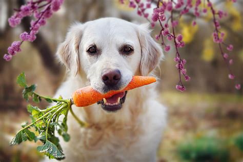 Can Dogs Eat Carrots? Are Carrots Good For Dogs? - Raised Right