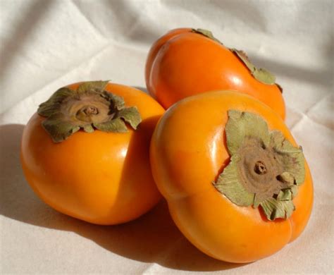 Persimmon - the kaki tree, growing, pruning, harvest and tips on eating