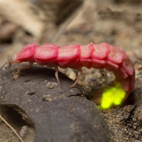 Firefly Conservation | Xerces Society