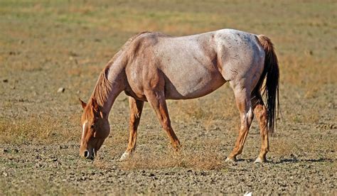 Strawberry Roan Horse - Helpful Horse Hints