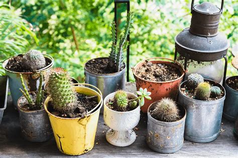 The Best Potting Soil for the Christmas Cactus - Gardening Dream