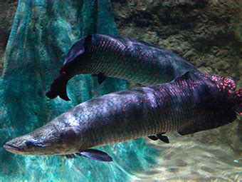 The Arapaima in Amazon Jungle | Amazon river Journey | Amazon Cruises