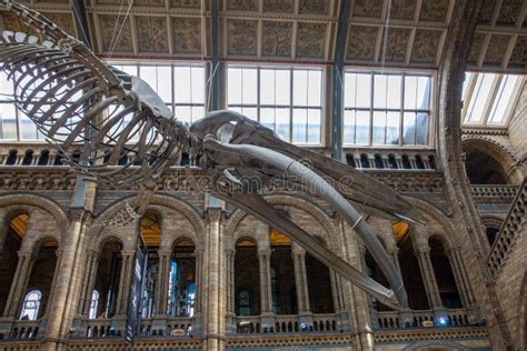 Blue Whale Skeleton in the Natural History Editorial Photography ...