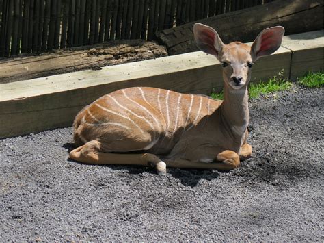 Male Lesser Kudu Born at Smithsonian’s National Zoo | Smithsonian Institution