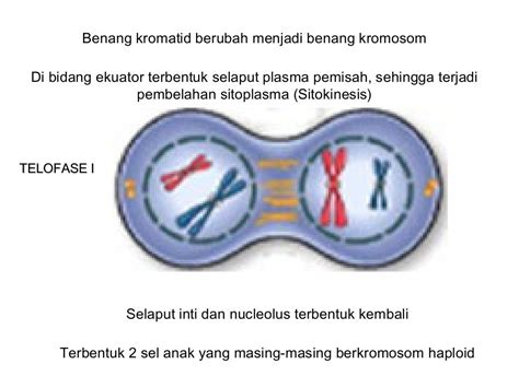 Pembelahan sel