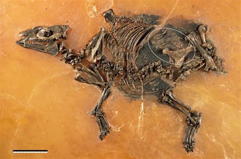 The Dragon's Tales: Eocene Paleogene Eohippus Found With Fossil Fetus