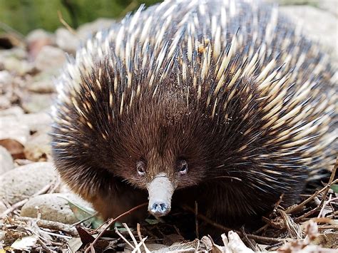 The 5 Species Of Monotremes Living Today - WorldAtlas