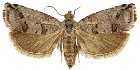 Mexican Jumping Bean Moth– Identification, Life Cycle, Facts & Pictures