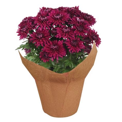 Potted Fall Mums, 6.5-inch pot - Kroger