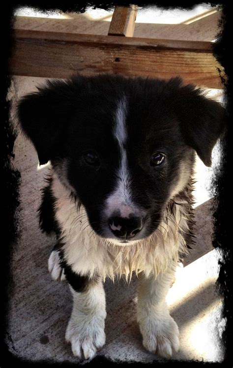 JoJo, our miniature border collie pup, after a day of swimming in the pool | Honden